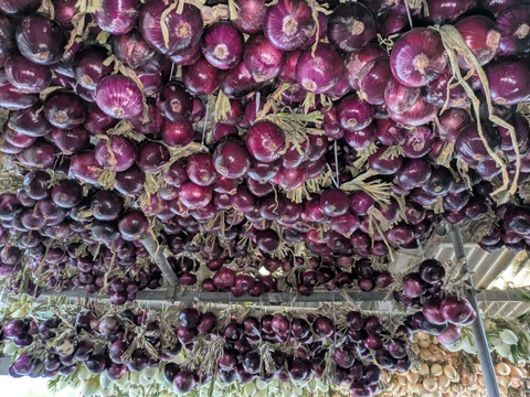 三種の玉ねぎ【玄海丸、レッドスター、豊泉】4.9kg