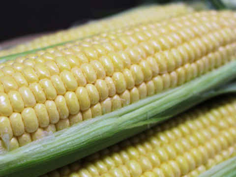 【2024夏】ジュワッ❗️あまっ❗️5㎏ 朝穫れスイートコーン【サイズ指定なし】