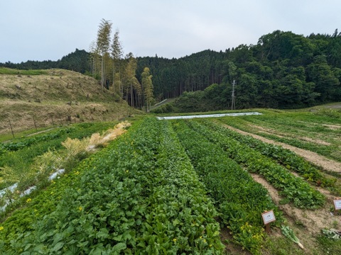 ホテルで使われているカラフルで鮮やかな葉物野菜！スイスチャード