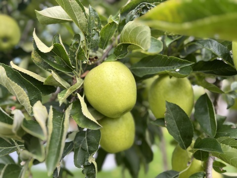【３品種】詰め合わせ🍎🍏　おまかせ3キロ
