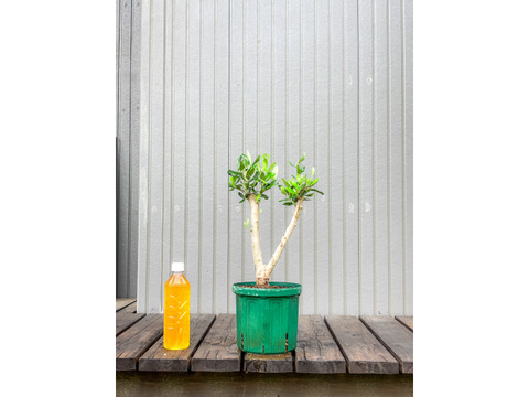 オリーブ 鉢植え バーデル｜育てやすい シンボルツリー・盆栽にも最適　21
