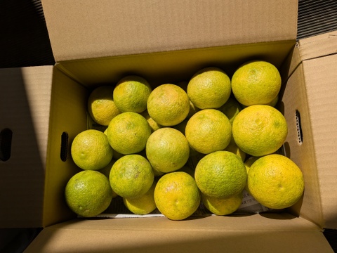 特売セール黄色く酸っぱに甘さが増した【自然栽培】 かぼす　5Kg