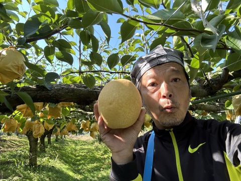 鳥取県産 王秋梨 ３キロ（５〜７玉）梨 japanese pear