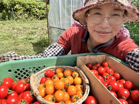 【夏ギフト】北海道のオーガニック完熟ミニトマトMIX 2kg入