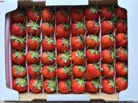 大切な方へイチゴで想いを届ける！「品種：恋みのり（3L以上）」（1.3kg）