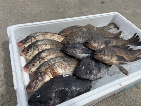 【青森県佐井村直送】おまかせ鮮魚ＢＯＸ　約３キロ