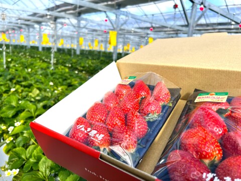 《高ビタミンC含有、酸味甘みのバランスが良い》　おいCベリー280g×2パック　佐賀県基山町産