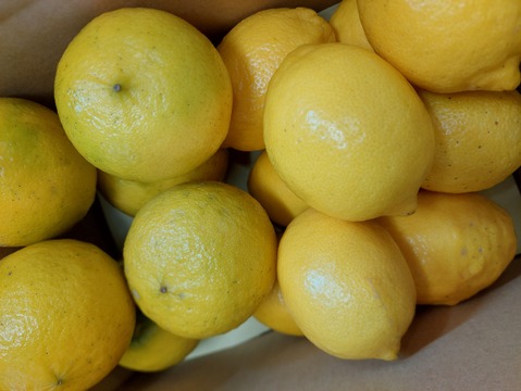 ベルガモット&レモン【希少】2kg（箱込）