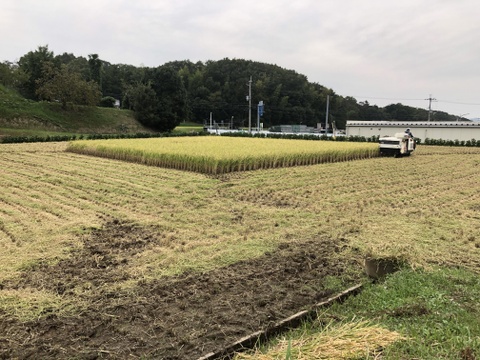【県知事賞受賞】有馬温泉の麓産 新米コシヒカリ(白米)5kg ホタルの生息する場所です🏞️ 兵庫県産コシヒカリ《9月末頃〜発送🚛³₃》【令和7年新米】