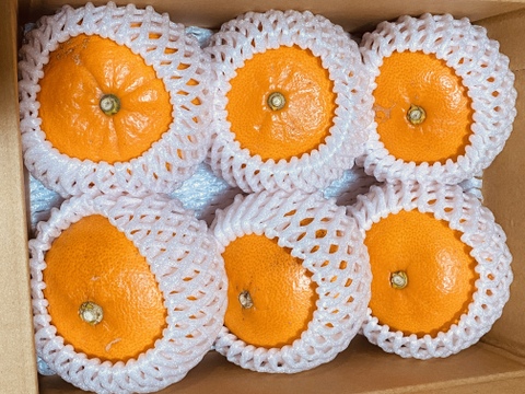 【数量限定】せとか｜果汁ぎっしり・ほんのり酸味の春果実 ｜2Lサイズ　6個