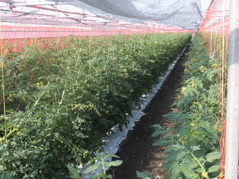 赤い宝石　ミニトマト『サンチェリーピュア』　1㎏（500gX
2袋 　約5パック分）