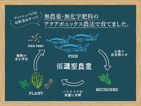 新鮮！採れたて！サンチュ 60g×2　化学肥料/農薬不使用だから安心して食べられる【FISH VEGGIES】