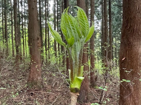 木の芽山菜の女王！コシアブラ２００ｇ