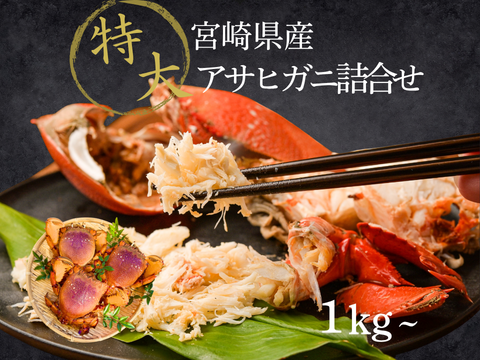 【特大サイズ】アサヒガニ　1kg ｜迫力満点＆濃厚味噌！宮崎直送