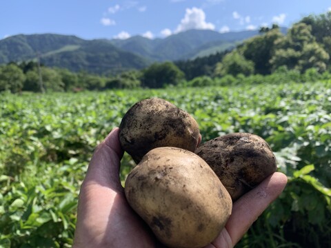 【ごろっごろ新ジャガイモ】　兵庫県但馬産新じゃが！　《きたあかり　箱入20kg》