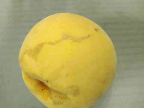 黄色い甘い桃　光月　2kg　ご家庭用　山形県産　8〜14玉入