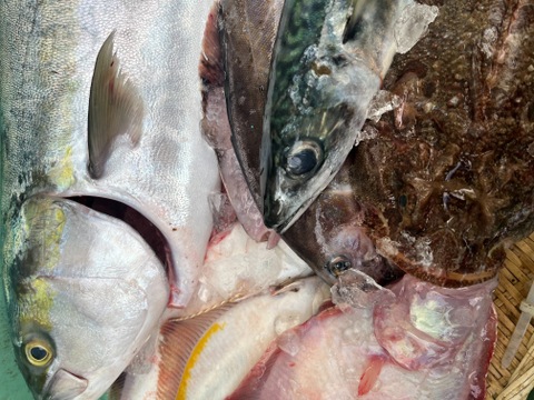 その日漁に出て取れた海鮮BOX🐟️🦀