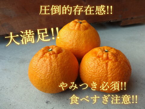 【300円値下げ中★極上の食べ比べ】🏆みかん柑橘グランプリ2026最高金賞含む最多４部門受賞の「木熟せとか」＆店長イチ押しの高糖度「甘熟デコ」サイズ混合　お試し品　約3.25ｋｇ【415-325k】