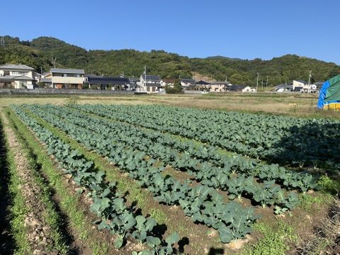 皮ごと食べれる朝採れグリーンレモン3キロ