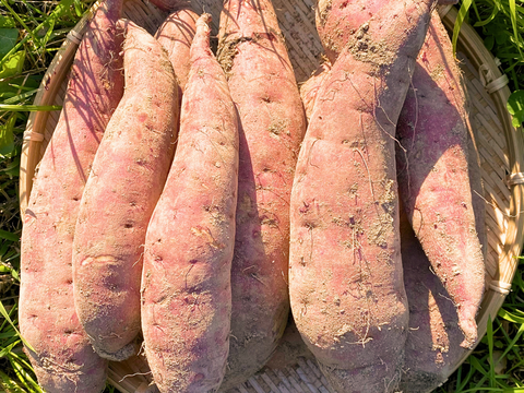 有機JAS認証野菜 さつまいも ご家庭用 サイズ混合 5kg