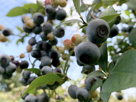 まじりっけなし！自然栽培『ジャム用 生ブルーベリー』1kg