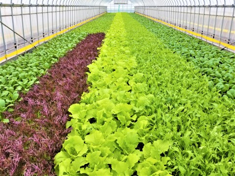植物性で育てた葉野菜ブランド　有機JASちょこっとサラダセット　送料相当分値引き中