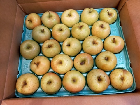 残りわずか🚚青森県特別栽培りんご🍏トキ5kg🍏低農薬で皮ごとおいしい🍴キズなし良品🎁化学肥料不使用 低農薬 予約 青りんご