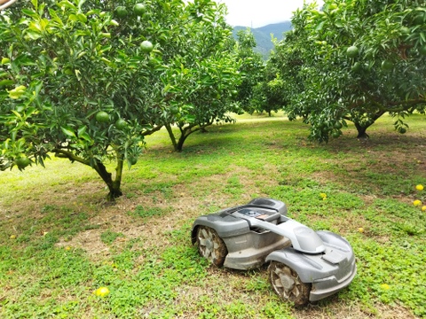 希少品種　ちょっと大きいはれひめ　家庭用　箱込み 4.5キロ