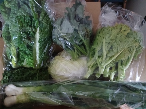 旬＊お試し野菜セット(６～7品目)