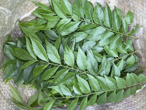 香りが違う！フレッシュカレーリーフ！