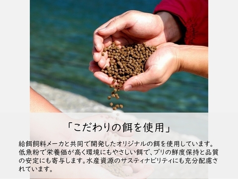 鹿児島産ぶり冷蔵 ぶり１尾 鹿児島県産 食べチョク 農家 漁師の産直ネット通販 旬の食材を生産者直送