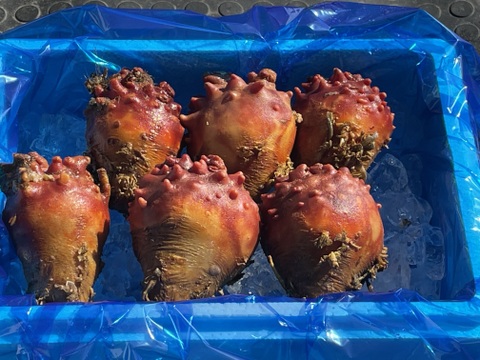 【数量限定】4年物　活ホヤ　約1.5kg