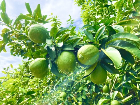 【まろやかな酸味・食べられるレモン】静岡県浜松産『璃の香(りのか)』３㎏（サイズいろいろ）