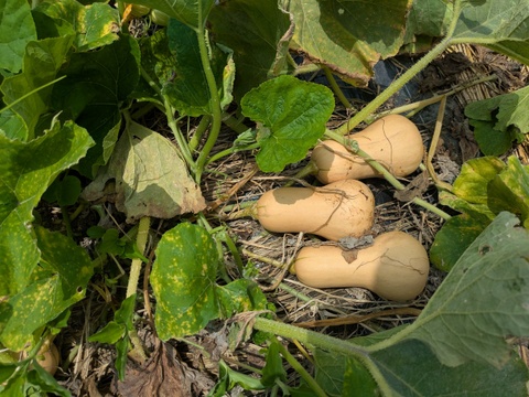 【お試し】まろやか風味の福岡産バターナッツカボチャ　2個から3個入り　1.5kg