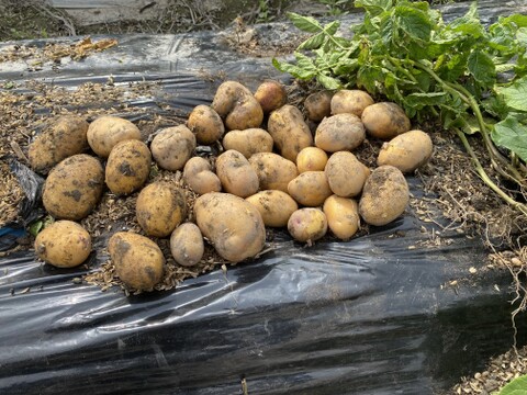 ★【新じゃが】まるで栗のような濃厚な甘み！インカの目覚め 3kg
