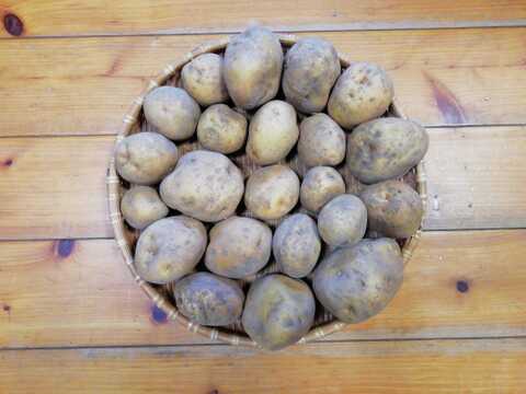 ジャガイモ(キタアカリ)2.5～３㎏程度【農薬化学肥料不使用】【合わせ買い可】【熨斗(のし)対応可】