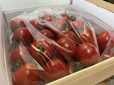【朝採れ最短発送！贈答用】フルーツミニ　ミニトマト1kg