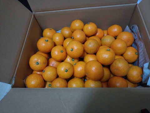 食べ始めると止まらない広島産いしじミカン 小玉 5kg