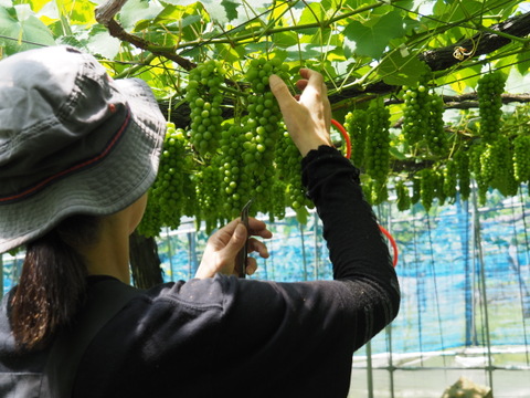 【1箱】贈答用5房前後◎山形県産完熟ぶどう種なしデラウェア