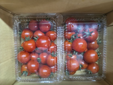 完熟ミニトマト　1.2ｋｇ★　パチャママ農園　2026