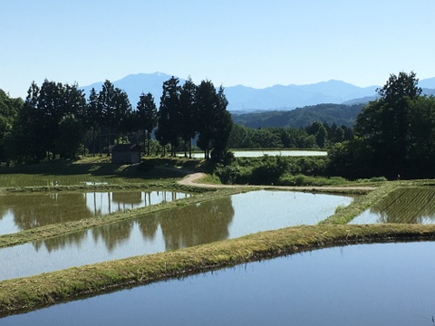 本物。棚田米　昔こしひかり令和4年度産　5ｋｇ　美味い米の新潟県一之貝産