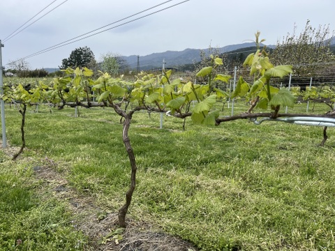 【福袋】【冬ギフト】ワイン用ぶどうで作ったジュース　4品種各1本+おまかせ品種2本　飲み比べセット180ml✖️6本【熨斗対応可】