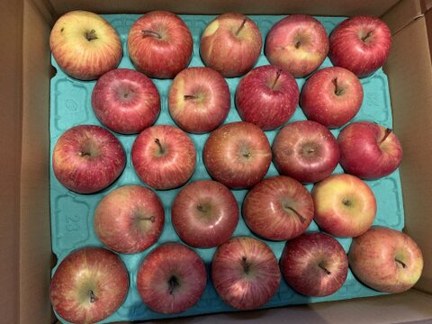 青森県産ミニサンふじ　5キロ