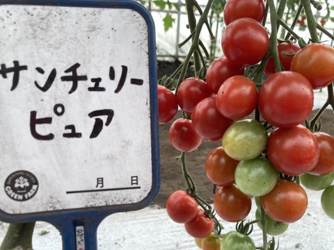 【訳あり！青森県産　営大トマト！】傷果・変形含む無選別４種類をおまかせで１．５ｋｇ