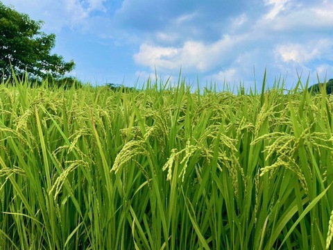 【新米 令和7年産】淡路島産キヌヒカリ 5kg（精白米）