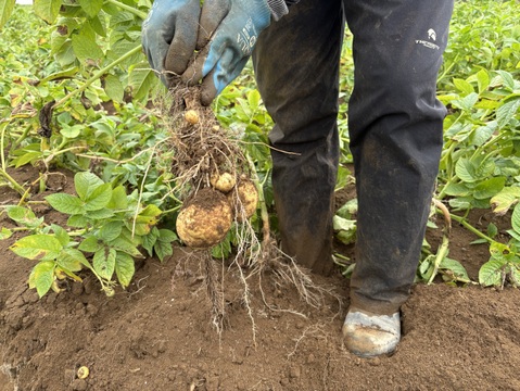 🥔✨新じゃが熟じゃが&越冬長芋、4点セット‼️合計約9kg
