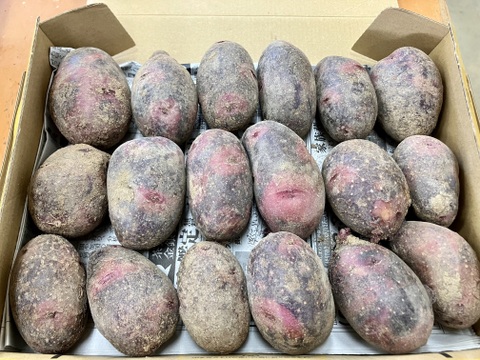 平日発送限定！長崎県産デストロイヤーじゃがいも20キロ 送料無料 北海道産 デストロイヤー Mサイズ 5kg じゃがいも