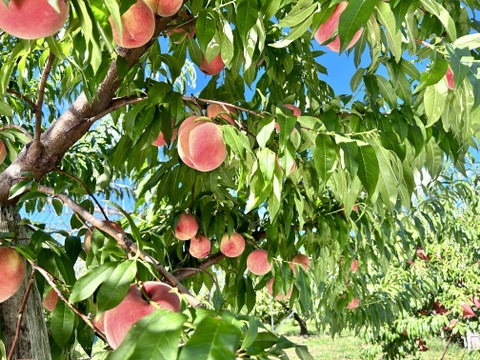 山形県産川中島白桃と黄金桃【2キロ小玉詰め合わせ】：山形県産の白桃