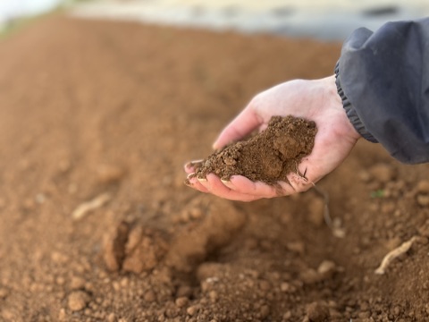 沖縄 伊江島特産 島らっきょう 1kg