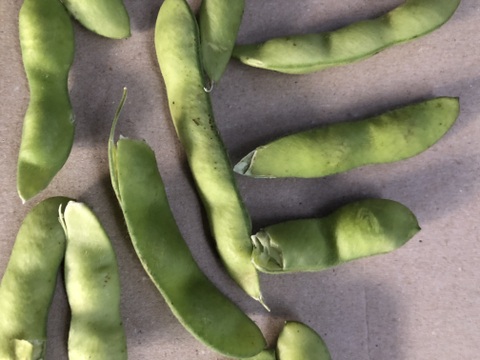 朝採りブランド枝豆のハネダシ！規格外品。捨てるには勿体無い。